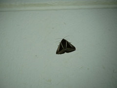 Chalciope alcyona
