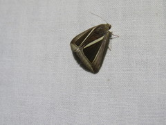 Chalciope alcyona