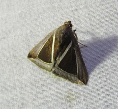 Chalciope alcyona
