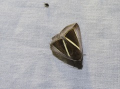 Chalciope alcyona