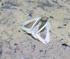 Chalciope alcyona
