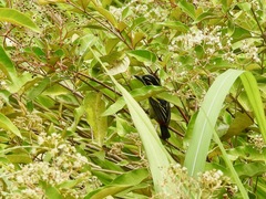 Pogoniulus atroflavus