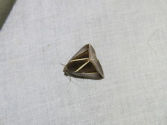 Chalciope alcyona