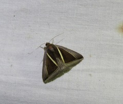 Chalciope alcyona