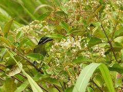 Pogoniulus atroflavus