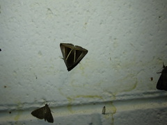 Chalciope alcyona