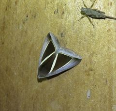 Chalciope alcyona