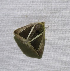 Chalciope alcyona