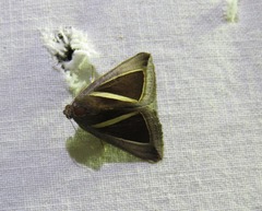Chalciope alcyona