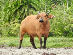 Syncerus caffer nanus