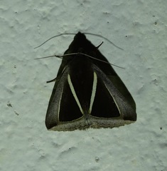 Chalciope alcyona