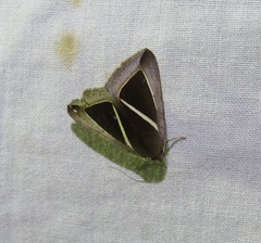 Chalciope alcyona