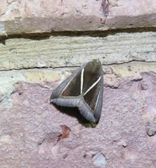 Chalciope alcyona