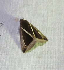 Chalciope alcyona