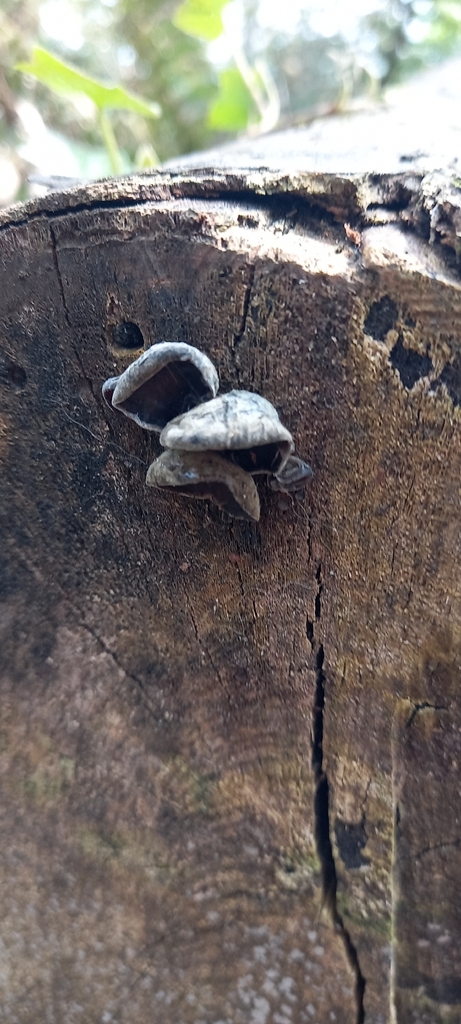 Auricularia auricula-judae · April 2026 · photo: © helenbj (iNaturalist, cc-by)