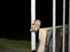 Chalcocelis albiguttatus