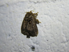 Chalcocelis albiguttatus