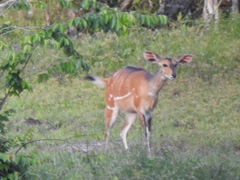 Bushbuck photo 5