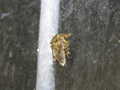 Chalcocelis albiguttatus