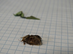 Chalcocelis albiguttatus