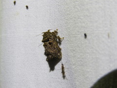 Chalcocelis albiguttatus