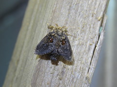 Chalcocelis albiguttatus