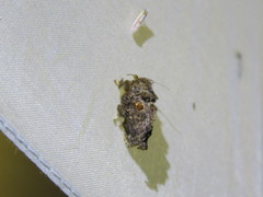 Chalcocelis albiguttatus