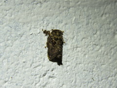 Chalcocelis albiguttatus