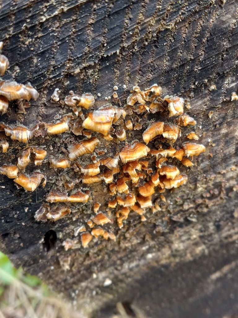 Stereum complicatum · April 2026 · photo: © s3alampr3y (iNaturalist, cc-by)