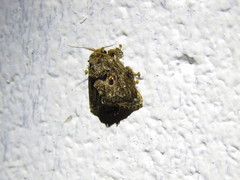 Chalcocelis albiguttatus