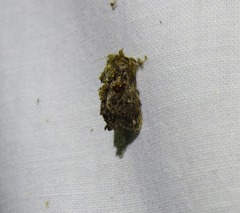 Chalcocelis albiguttatus