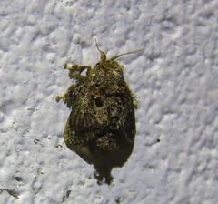Chalcocelis albiguttatus
