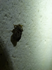 Chalcocelis albiguttatus