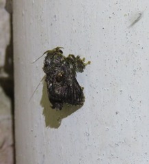 Chalcocelis albiguttatus