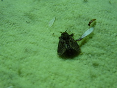 Chalcocelis albiguttatus