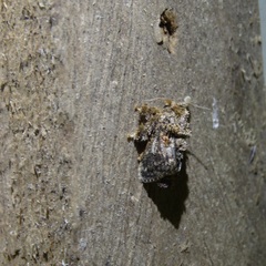 Chalcocelis albiguttatus