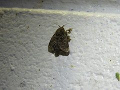 Chalcocelis albiguttatus