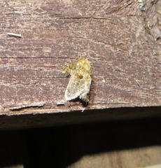 Chalcocelis albiguttatus