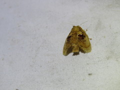 Chalcocelis albiguttatus