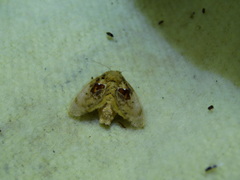 Chalcocelis albiguttatus