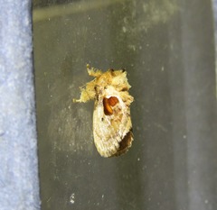 Chalcocelis albiguttatus