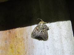 Chalcocelis albiguttatus