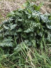 Arum italicum italicum