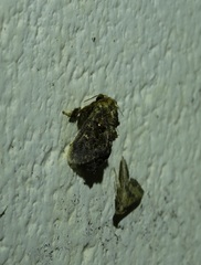 Chalcocelis albiguttatus