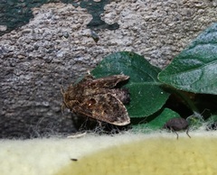 Chalcocelis albiguttatus