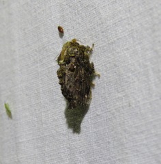 Chalcocelis albiguttatus