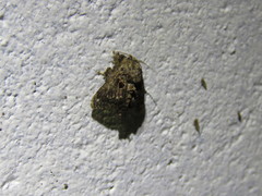 Chalcocelis albiguttatus