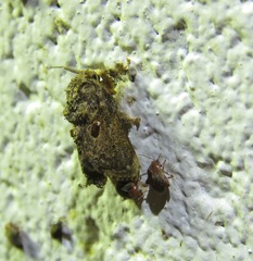 Chalcocelis albiguttatus