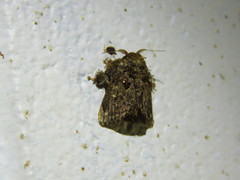 Chalcocelis albiguttatus