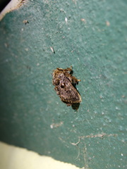 Chalcocelis albiguttatus